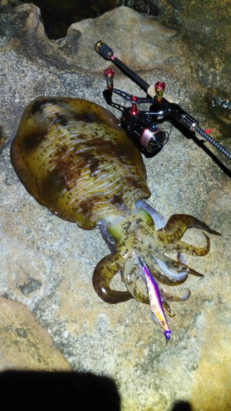 画像12: WILDCHASE 3.0号 /俺のフェニックス[監修:椿本 洋士] (12)