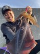 画像11: WILDCHASE 3.5号シャローtune /ピンクロビン[監修:藤本 奈浦子] (11)