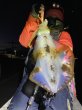 画像8: WILDCHASE 3.5号シャローtune /ピンクロビン[監修:藤本 奈浦子] (8)