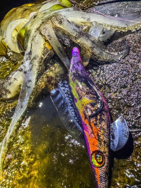 画像10: WILDCHASE 3.0号 /俺のフェニックス[監修:椿本 洋士] (10)