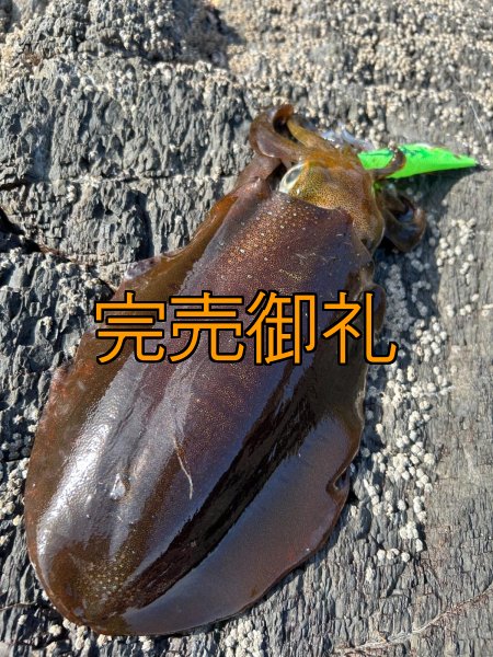 画像10: WILDCHASE 3.0号 /ピーコックＵＶ[監修:野田 広忠] (10)