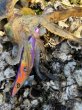 画像11: WILDCHASE 3.5号シャローtune /俺のフェニックス[監修:椿本 洋士] (11)