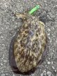 画像12: WILDCHASE 3.5号シャローtune /ピーコックＵＶ[監修:野田 広忠] (12)