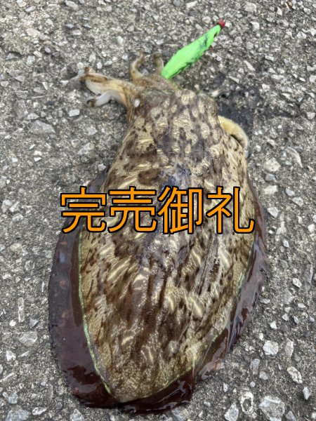 画像12: WILDCHASE 3.0号 /ピーコックＵＶ[監修:野田 広忠] (12)