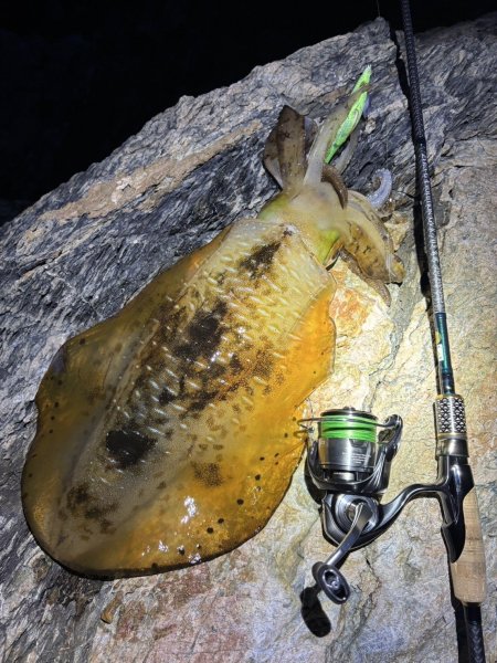 画像5: 【ARMY GRADATION】X8-PE 0.5-210m  (5)