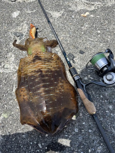 画像4: 【ARMY GRADATION】X8-PE 0.4-240m  (4)