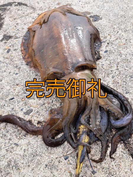 画像21: WILDCHASE 3.5号シャローtune /斑緑龍[監修:椿本 洋士] (21)