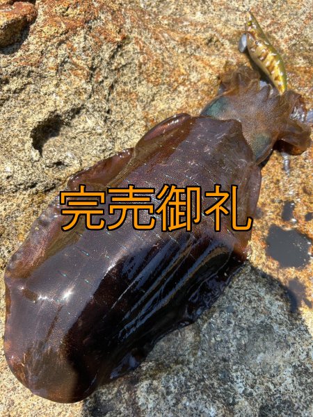 画像17: WILDCHASE 3.5号シャローtune /斑緑龍[監修:椿本 洋士] (17)