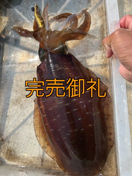 画像18: WILDCHASE 3.5号シャローtune /斑緑龍[監修:椿本 洋士] (18)