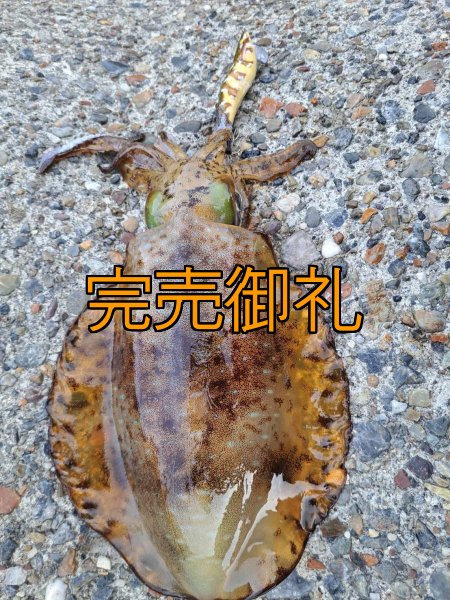 画像20: WILDCHASE 3.5号シャローtune /斑緑龍[監修:椿本 洋士] (20)