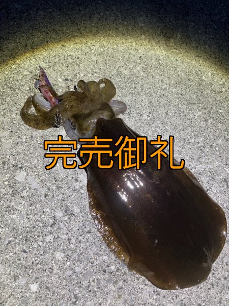 画像7: WILDCHASE 3.5号シャローtune /魅惑のチェリーパイソンＵＶ[監修:椿本 洋士] (7)