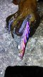 画像13: WILDCHASE 3.5号シャローtune/モンスターパープル [特注:EGI MANIACS] (13)