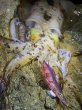 画像9: WILDCHASE 3.0号 /魅惑のチェリーパイソンＵＶ[監修:椿本 洋士] (9)