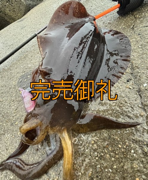 画像11: WILDCHASE 3.5号シャローtune /魅惑のチェリーパイソンＵＶ[監修:椿本 洋士] (11)