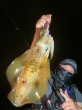 画像5: WILDCHASE 3.0号 /魅惑のチェリーパイソンＵＶ[監修:椿本 洋士] (5)