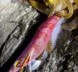画像8: WILDCHASE 3.0号 /魅惑のチェリーパイソンＵＶ[監修:椿本 洋士] (8)