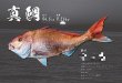 画像5: DIGITAL魚拓/イカ拓制作依頼 (5)