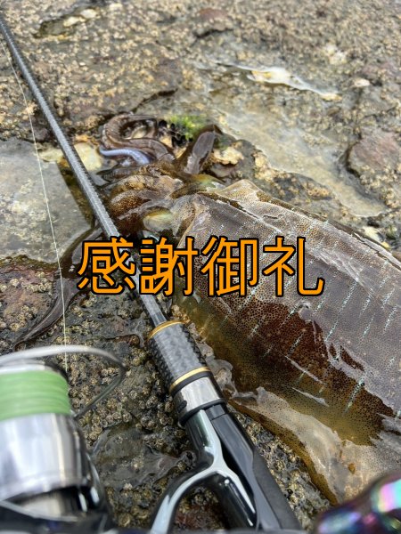 画像7: FINAL 13%OFF『魅黒/パールWHITE』ZERO-G EVOLUTION  GVX 803 白虎 MX  [別注EGI MANIACS] (7)