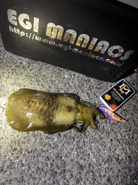 画像10: 送料無料エギマニ マルチケース(小物用) (10)