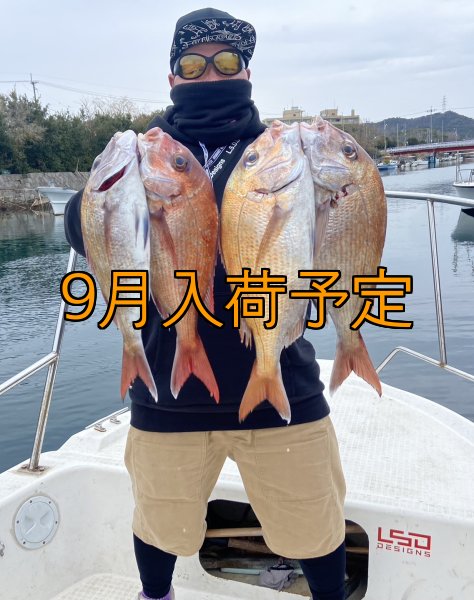 画像2: CRAYNOS RED ∞ Vibes 505GC【END JOINT】 (2)